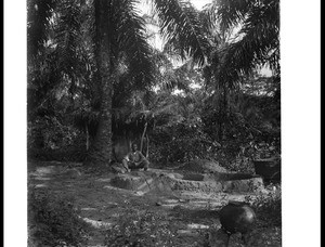 Landscape with palms