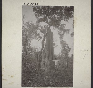 Termite mound Nyamassila