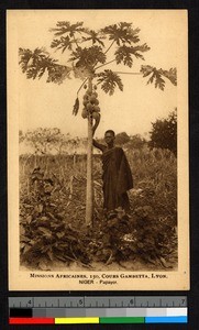 Man standing beside papaya tree, Niger, ca.1920-1940