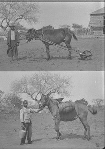 Transporting barrels, Ricatla, Mozambique, ca. 1896-1911