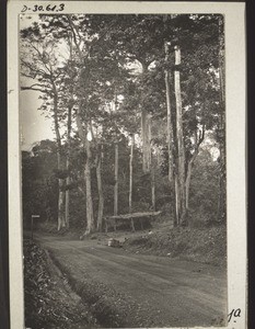 Road through the forest. The turning to the right leads to Nsuta, where Rev. Bauer lies buried