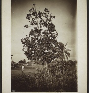 Baum neben einer Palme