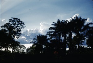 Blue sky and palms in silhouette, Bankim, Adamaoua, Cameroon, 1953-1968