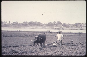 Plowing with a water buffalo, Changde, Hunan, China, ca.1900-1919