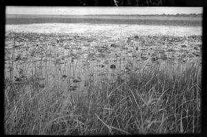 Waterlilies, Mozambique, ca. 1933-1939