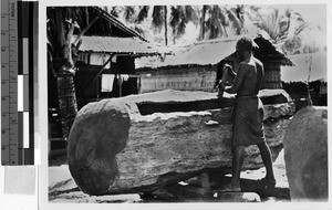 Man hollowing out a large log, Solomon Islands, Oceania, 1938