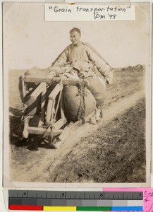 Chinese man pushing a wheelbarrow full of grain, Haizhou, Jiangsu, China, ca.1905-1915