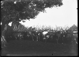 Herd of cattle, Antioka, Mozambique, ca. 1901-1907