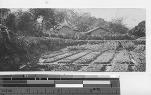 A vegetable gardner at Dongzhen, China