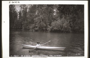 Im Kajak in einem Mangrovenkreck von Kamerun