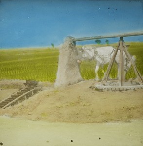 Irrigation by Mule, China, ca. 1905-1914