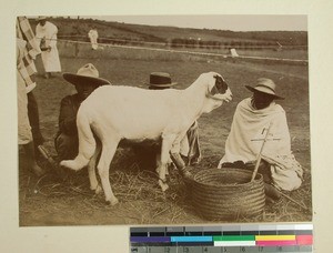 Prize winning sheep at an exhibition, Madagascar