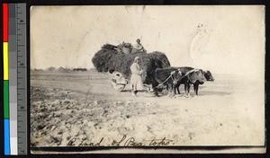 Harvested crops in a cart drawn by cattle, Jiangsu, China, ca. 1908