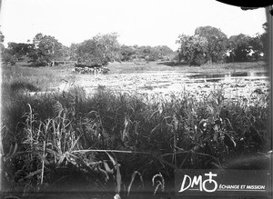 Cattle at the watering place, Antioka, Mozambique, ca. 1901-1915