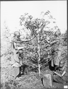 Arusha women picking coffee, Tanzania, ca. 1911-1938