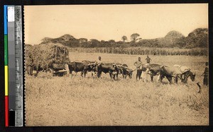 Cattle pulling a cart of rice, Kisantu, Congo, ca.1920-1940