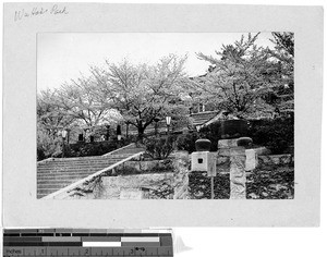 Cherry blossoms, Korea, ca. 1920-1940