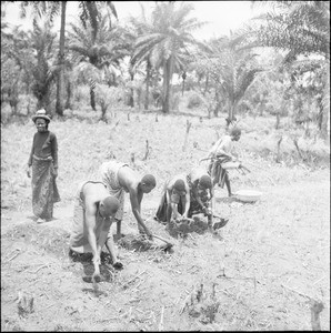 Agricultural work