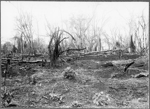 Steppe, Kilimanjaro, Tanzania, ca. 1901-1910