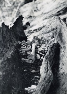 Memorial dedicated to the arrival of the Gospel on Rô, Maré island : bones of the missionaries Tataio and Taniela in a rest of their pirogue