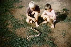 Arne and Olav Heggheim with a gaboon viper, Cameroon, 1955-1968