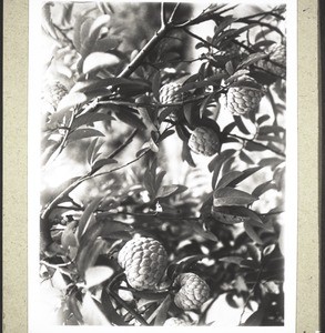 Custard apples, a sweet fruit