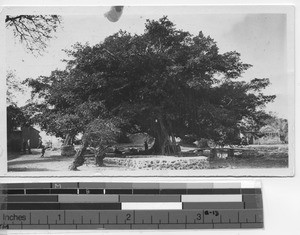 A large tree at Yangjiang, China, 1925