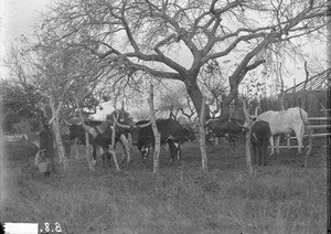 A kraal in Ricatla, Mozambique, ca. 1896-1911