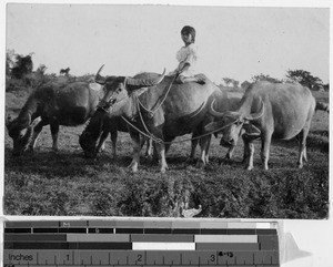 Girl with four caribou, Philippines, September 1925