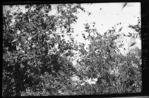 Grasshopper swarm, Mozambique, ca. 1933-1939