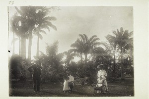 Group of palms