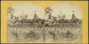 Churchyard in Wegbe (Africa)