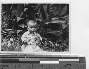 A baby chewing on a leaf at Shangchuan, China, 1934