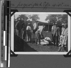 Preparing the wedding roast, Baziya, South Africa East, 1935