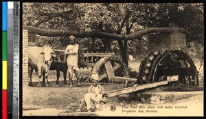 Men, oxen, and an irrigation system, India, ca.1920-1940