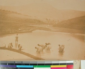 Rice planting, Madagascar