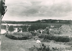 Harvesting the rice in Antananarivo, Madagascar