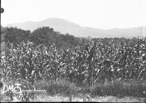 Landscape near Valdezia, South Africa, ca. 1896-1911