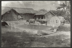 On the right an ox-cart, on the left a wind mill for rice