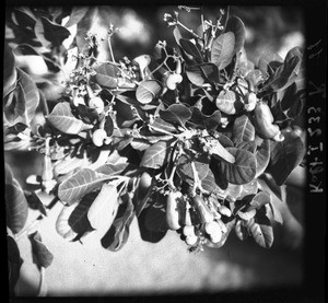 Mahogany fruits, Mozambique, ca. 1933-1939