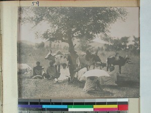 Malagasy men and a herd of cattle resting under a tree, Soatanana, Madagascar