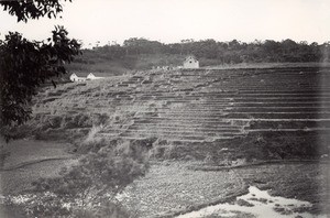 Ricefields, in Madagascar