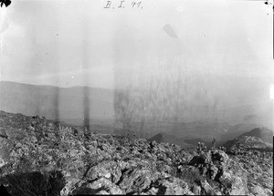 Rocky mountain side with giant groundsels, Tanzania, ca.1893-1920