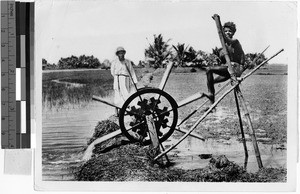 Man using a waterwheel for irrigation, Oceania, ca. 1920-1940