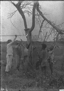 Python, Makulane, Mozambique, 1901