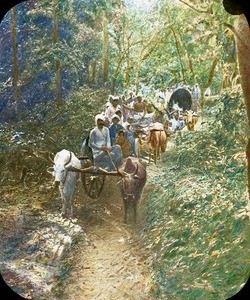 Forest journey on bullock carts, India, ca. 1920