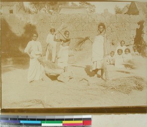 Rice threshing, Madagascar, ca.1899