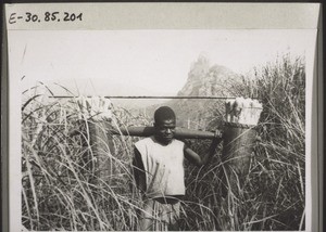 A man of the Mbembe carrying maize in the grassfields