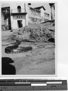 A snake in Zhongshan, Meixien, China, 1937