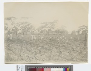 Cotton growing, Blantyre, Malawi, ca.1910